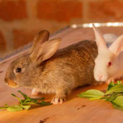 Lapins