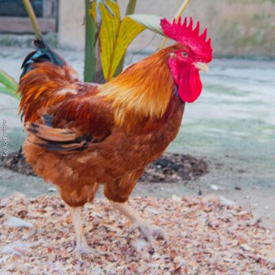 Poulets Goliath