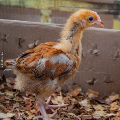 Poussin Goliath d'Un Jour